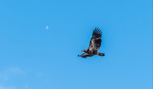 Preview wallpaper eagle, bird, sky, flight, wildlife