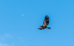 Preview wallpaper eagle, bird, sky, flight, wildlife