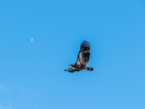 Preview wallpaper eagle, bird, sky, flight, wildlife