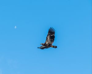 Preview wallpaper eagle, bird, sky, flight, wildlife