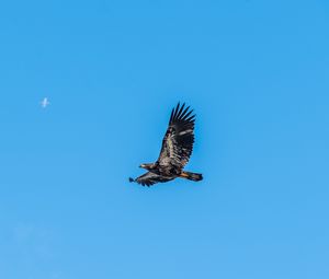 Preview wallpaper eagle, bird, sky, flight, wildlife