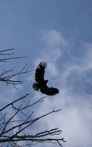 Preview wallpaper eagle, bird, sky, branches, flight