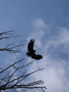 Preview wallpaper eagle, bird, sky, branches, flight