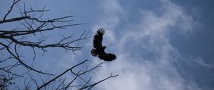 Preview wallpaper eagle, bird, sky, branches, flight