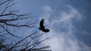 Preview wallpaper eagle, bird, sky, branches, flight