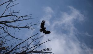 Preview wallpaper eagle, bird, sky, branches, flight