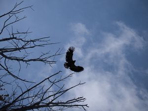 Preview wallpaper eagle, bird, sky, branches, flight