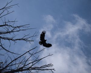 Preview wallpaper eagle, bird, sky, branches, flight