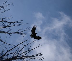 Preview wallpaper eagle, bird, sky, branches, flight