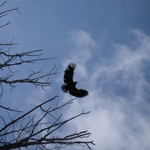 Preview wallpaper eagle, bird, sky, branches, flight