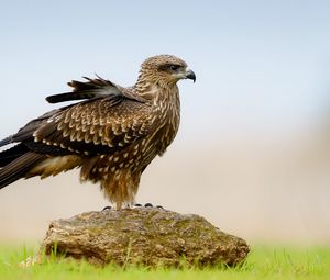 Preview wallpaper eagle, bird, stone