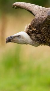 Preview wallpaper eagle, bird, swing, predators, dangerous