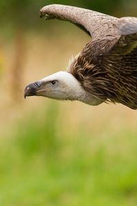 Preview wallpaper eagle, bird, swing, predators, dangerous