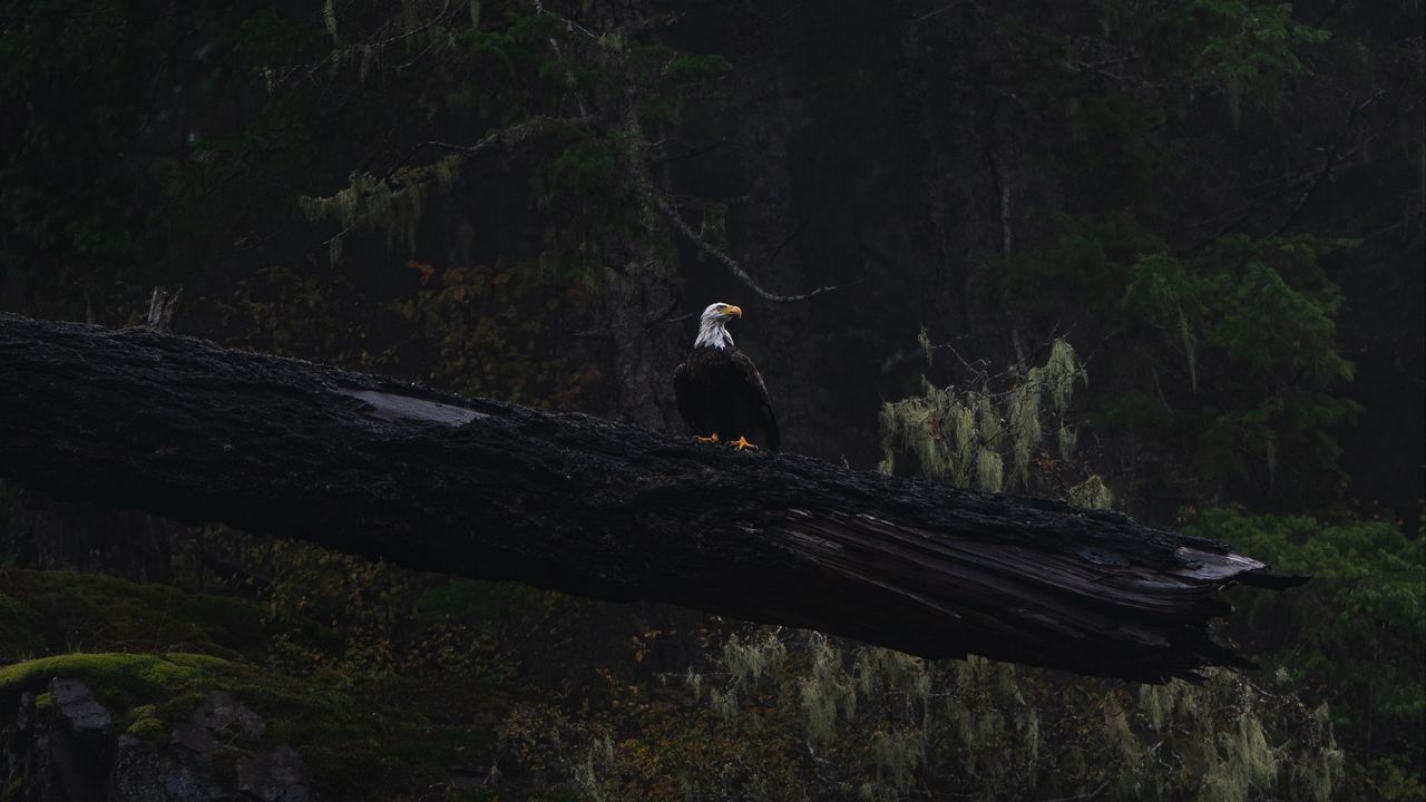 Wallpaper eagle, bird, tree, dark, wildlife