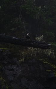 Preview wallpaper eagle, bird, tree, dark, wildlife