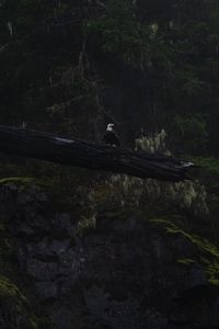Preview wallpaper eagle, bird, tree, dark, wildlife