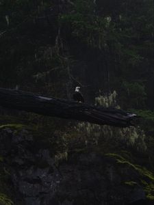 Preview wallpaper eagle, bird, tree, dark, wildlife