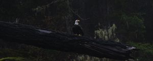 Preview wallpaper eagle, bird, tree, dark, wildlife