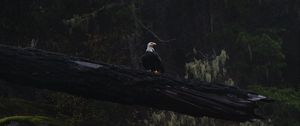 Preview wallpaper eagle, bird, tree, dark, wildlife