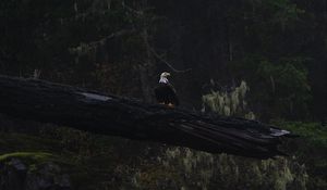 Preview wallpaper eagle, bird, tree, dark, wildlife