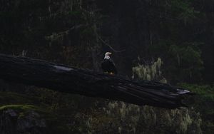 Preview wallpaper eagle, bird, tree, dark, wildlife