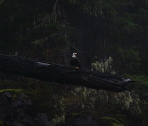 Preview wallpaper eagle, bird, tree, dark, wildlife