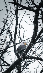 Preview wallpaper eagle, bird, tree, branches, snow