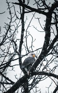 Preview wallpaper eagle, bird, tree, branches, snow