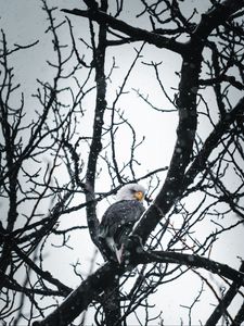 Preview wallpaper eagle, bird, tree, branches, snow