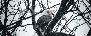 Preview wallpaper eagle, bird, tree, branches, snow