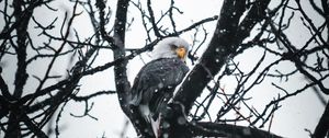 Preview wallpaper eagle, bird, tree, branches, snow