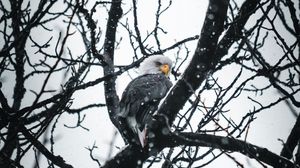 Preview wallpaper eagle, bird, tree, branches, snow