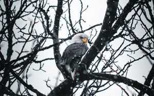 Preview wallpaper eagle, bird, tree, branches, snow