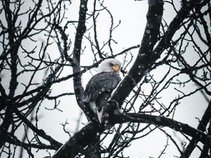 Preview wallpaper eagle, bird, tree, branches, snow