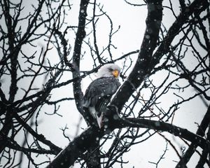 Preview wallpaper eagle, bird, tree, branches, snow