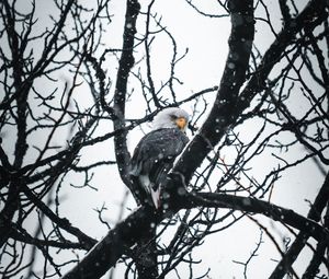 Preview wallpaper eagle, bird, tree, branches, snow