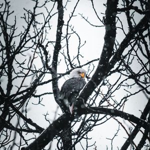 Preview wallpaper eagle, bird, tree, branches, snow