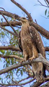 Preview wallpaper eagle, bird, tree, branches, watching, wildlife