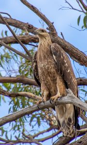 Preview wallpaper eagle, bird, tree, branches, watching, wildlife