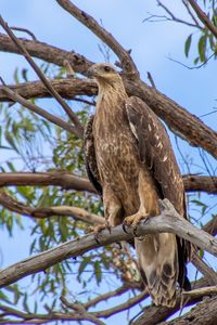 Preview wallpaper eagle, bird, tree, branches, watching, wildlife