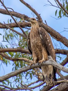 Preview wallpaper eagle, bird, tree, branches, watching, wildlife