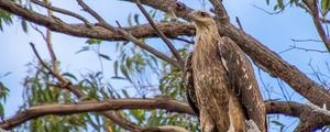Preview wallpaper eagle, bird, tree, branches, watching, wildlife