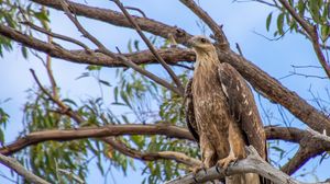 Preview wallpaper eagle, bird, tree, branches, watching, wildlife