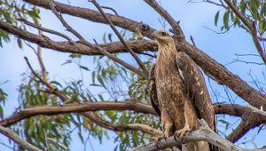 Preview wallpaper eagle, bird, tree, branches, watching, wildlife