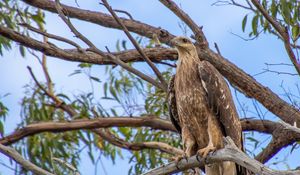 Preview wallpaper eagle, bird, tree, branches, watching, wildlife