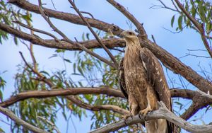 Preview wallpaper eagle, bird, tree, branches, watching, wildlife