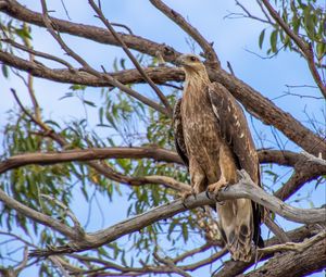 Preview wallpaper eagle, bird, tree, branches, watching, wildlife