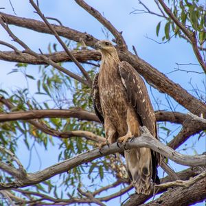 Preview wallpaper eagle, bird, tree, branches, watching, wildlife