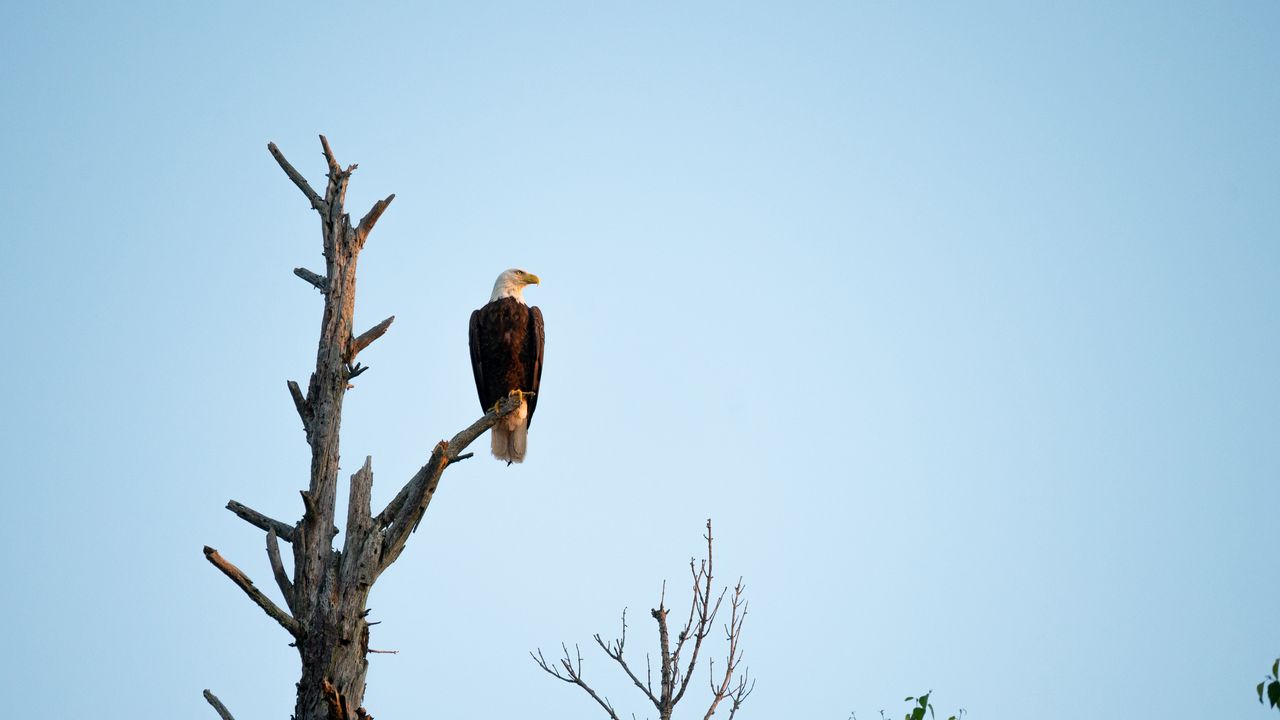 Wallpaper eagle, bird, tree, watching, wildlife