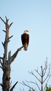Preview wallpaper eagle, bird, tree, watching, wildlife